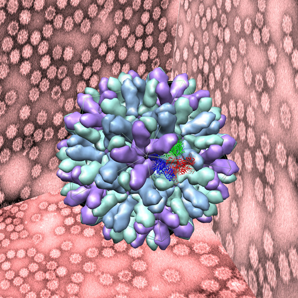 兔出血症病毒的三维结构模型